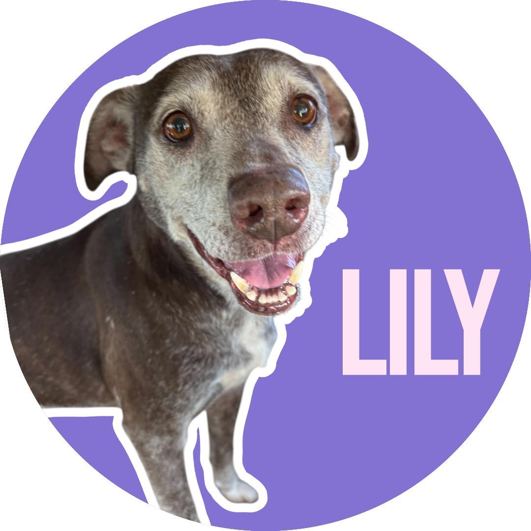 Enlarge Lily, a ADOPTABLE Mixed Breed in Athens, TX image 1/4