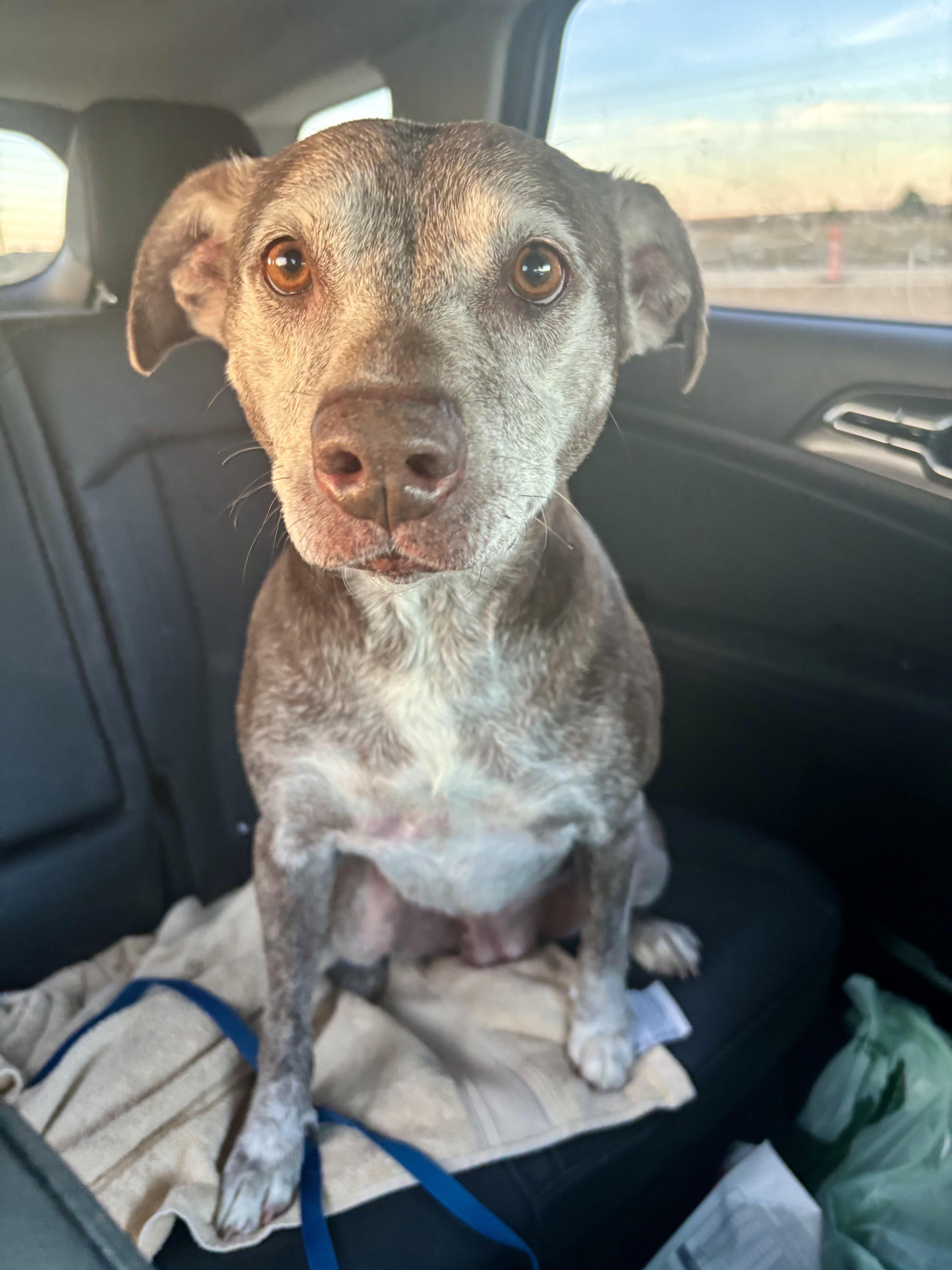 Enlarge Lily, a ADOPTABLE Mixed Breed in Athens, TX image 4/4