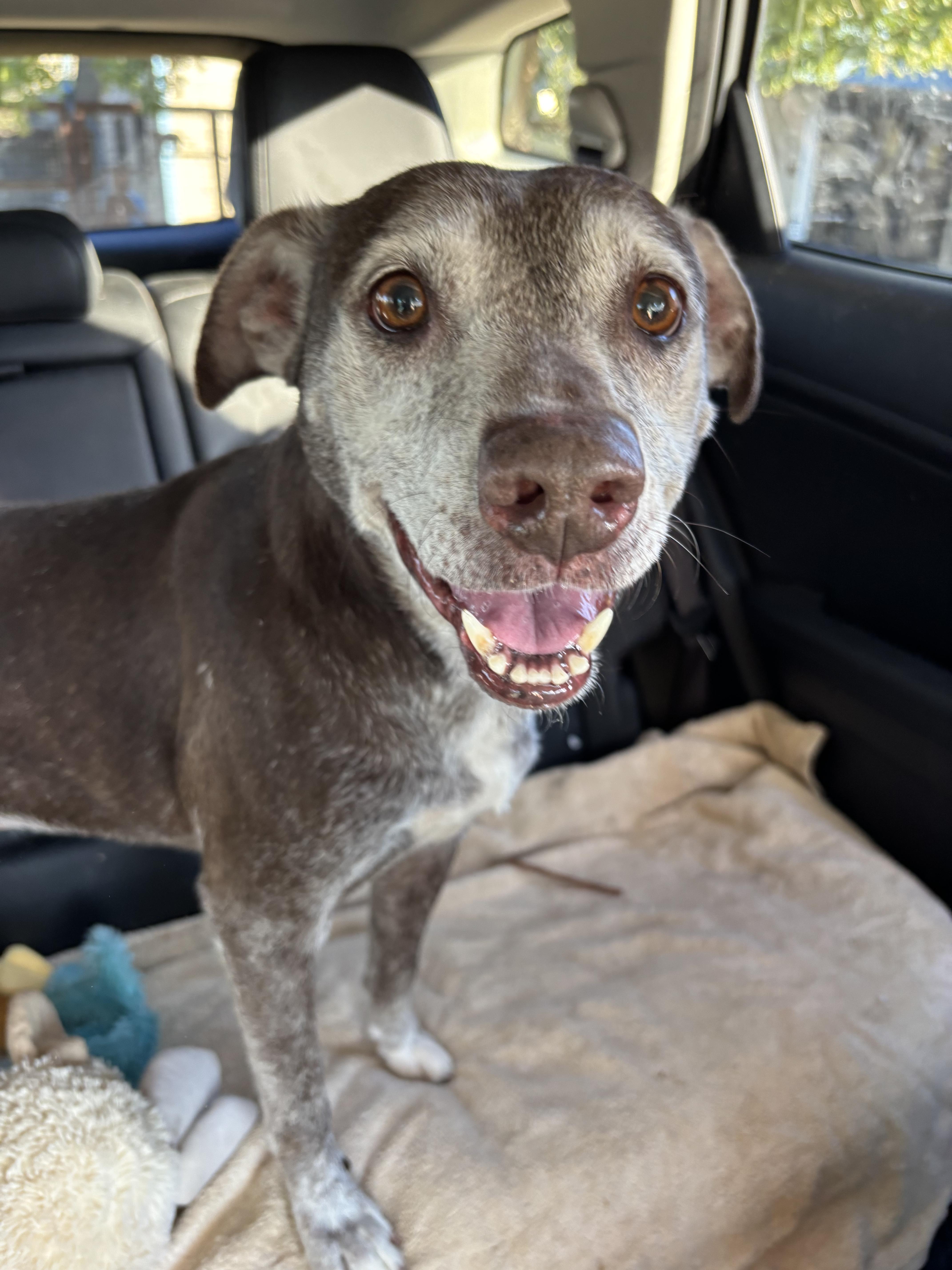 Enlarge Lily, a ADOPTABLE Mixed Breed in Athens, TX image 2/4