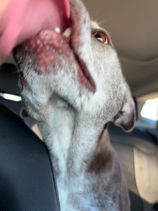 Enlarge Lily, a ADOPTABLE Mixed Breed in Athens, TX video 3/4