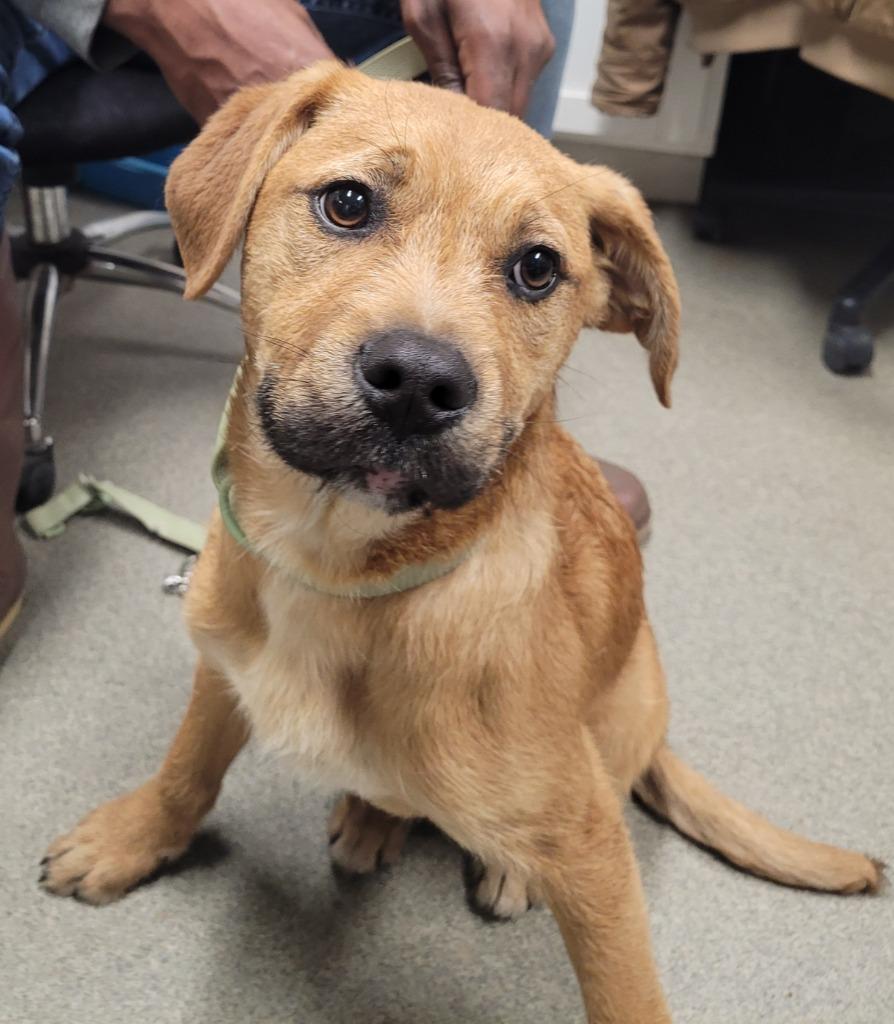 Simba, Adoptable, Puppy Male Hound & Terrier.