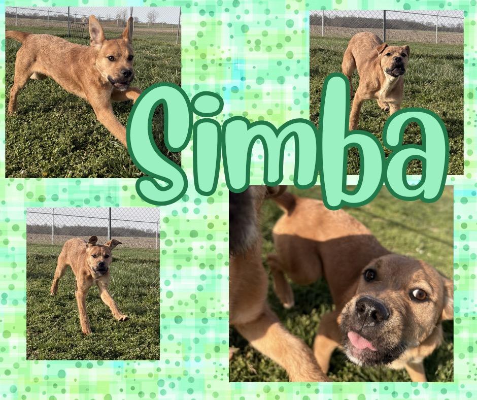 Enlarge Simba, a Adoptable mixed breed in Hopkinsville, KY image 2/3