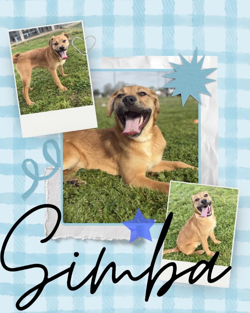 Enlarge Simba, a Adoptable mixed breed in Hopkinsville, KY image 3/3