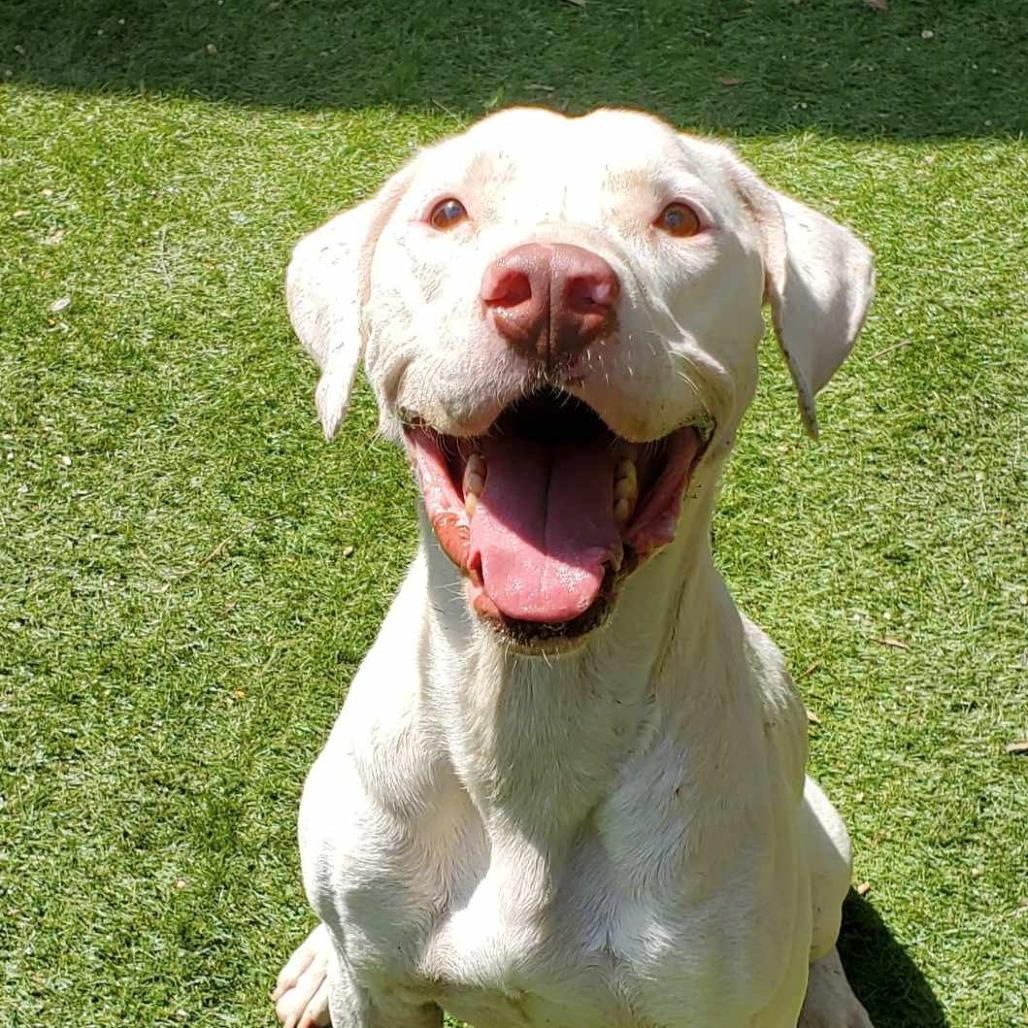 Archer JuM, Young Male Pit Bull Terrier
