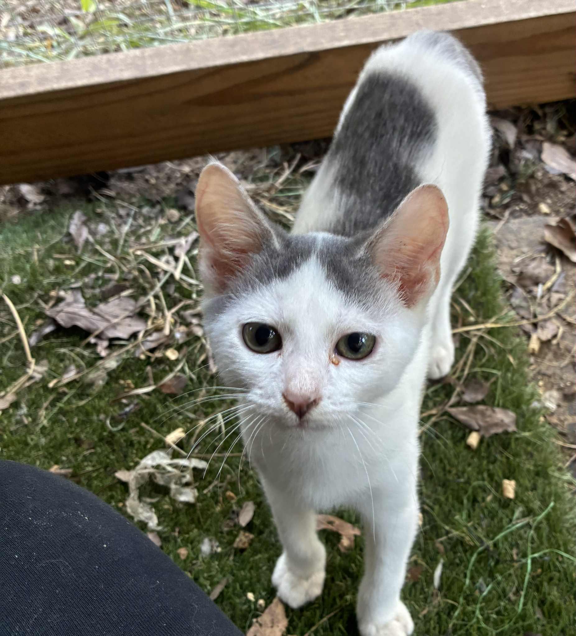 Enlarge Evel, a Adopted American Shorthair in HARTFORD, AL image 1/1