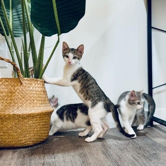 Miney Baby — thumbnail 2