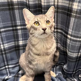 Enlarge Mario, a Adoptable Domestic Short Hair in Glendale, AZ image 1/1