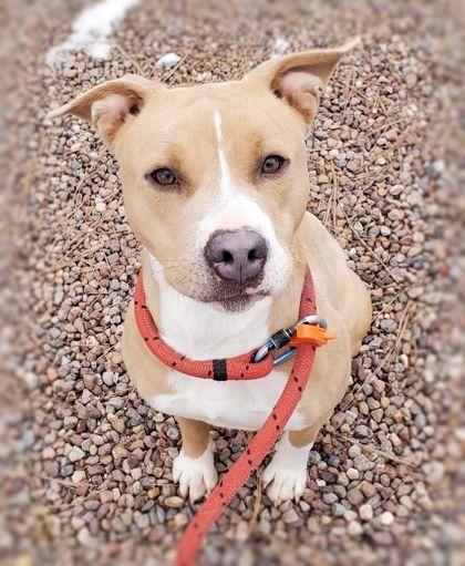 Molly, a Adoptable mixed breed in Lakeside, AZ image 4/4