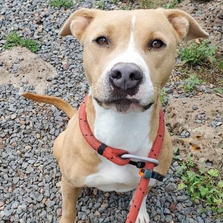 Molly, a Adoptable mixed breed in Lakeside, AZ image 1/4