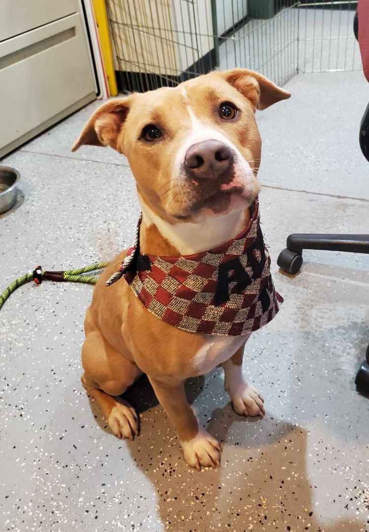 Molly, a Adoptable mixed breed in Lakeside, AZ image 2/4