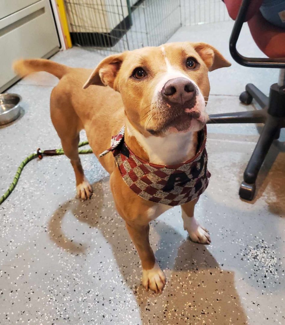 Molly, a Adoptable mixed breed in Lakeside, AZ image 3/4