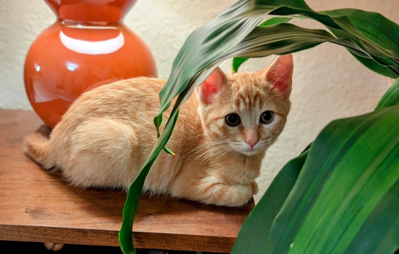 Enlarge Tiny, an adopted Domestic Short Hair in Vallejo, CA image 1/1