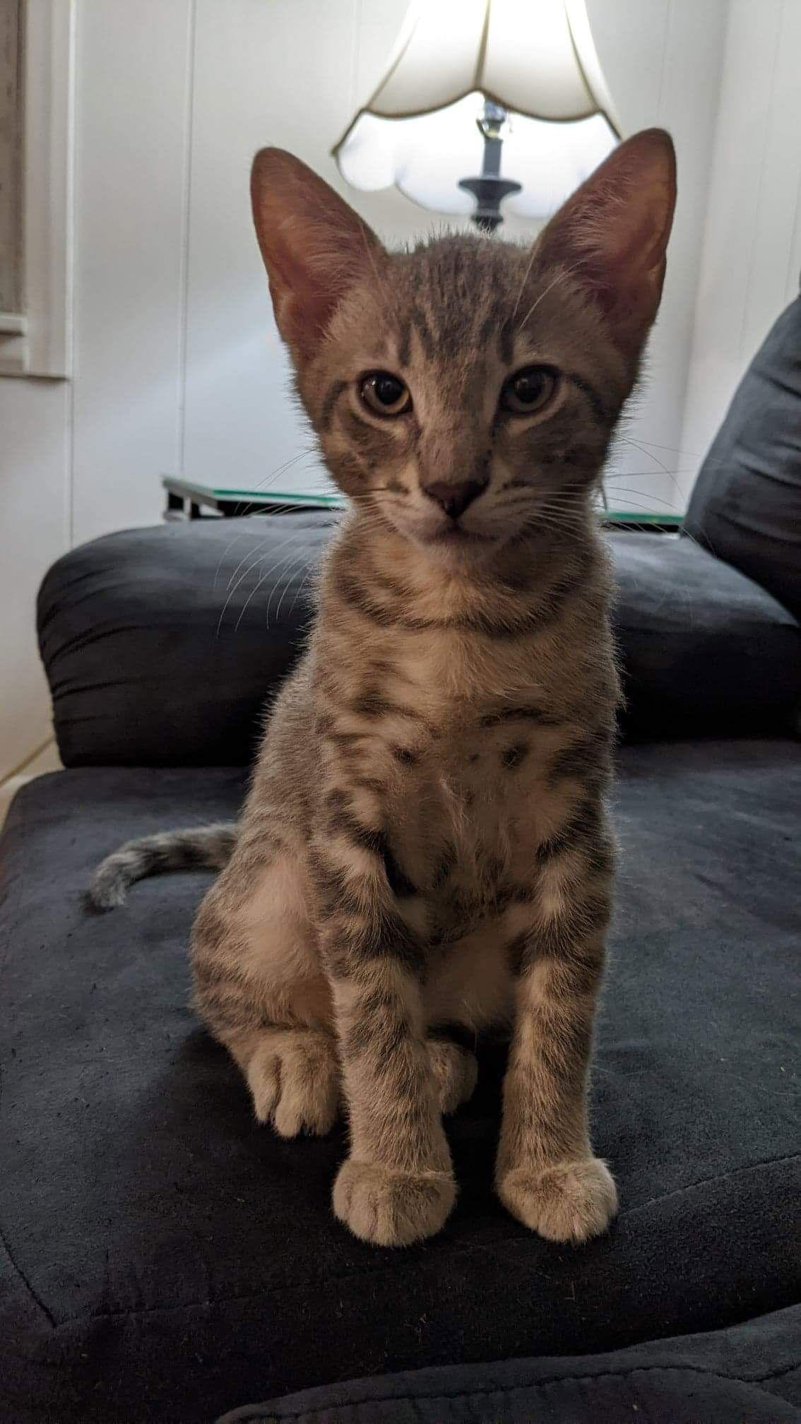 Henry, Adoptable, Adult Male Tabby & Domestic Short Hair.