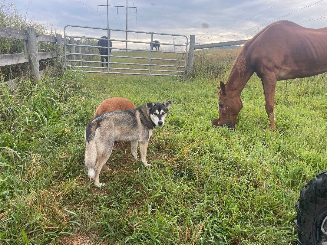 Charlie, Adopted, Young Male Husky.