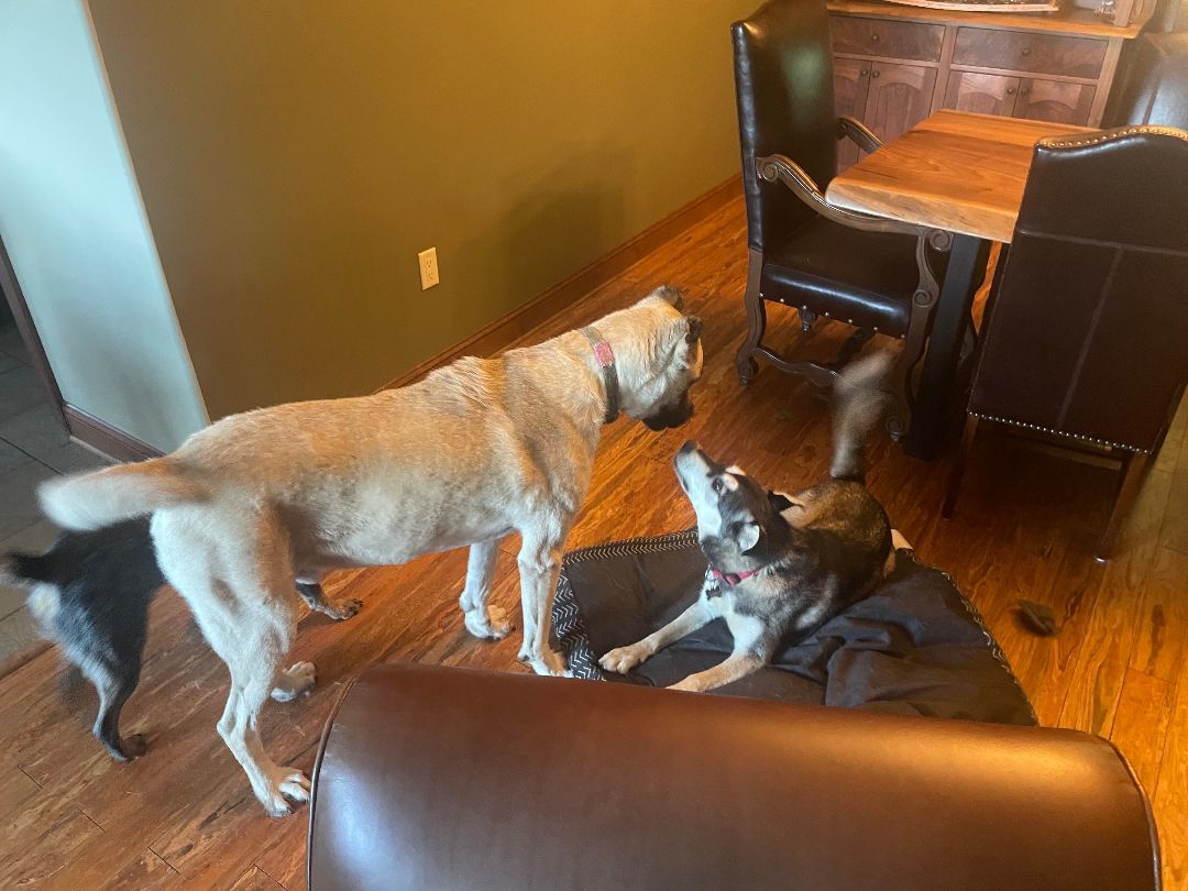 Enlarge Charlie, a Adopted Husky in Whitesburg, TN image 2/3