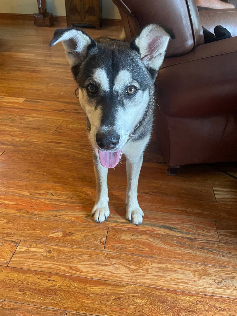 Enlarge Charlie, a Adopted Husky in Whitesburg, TN image 3/3