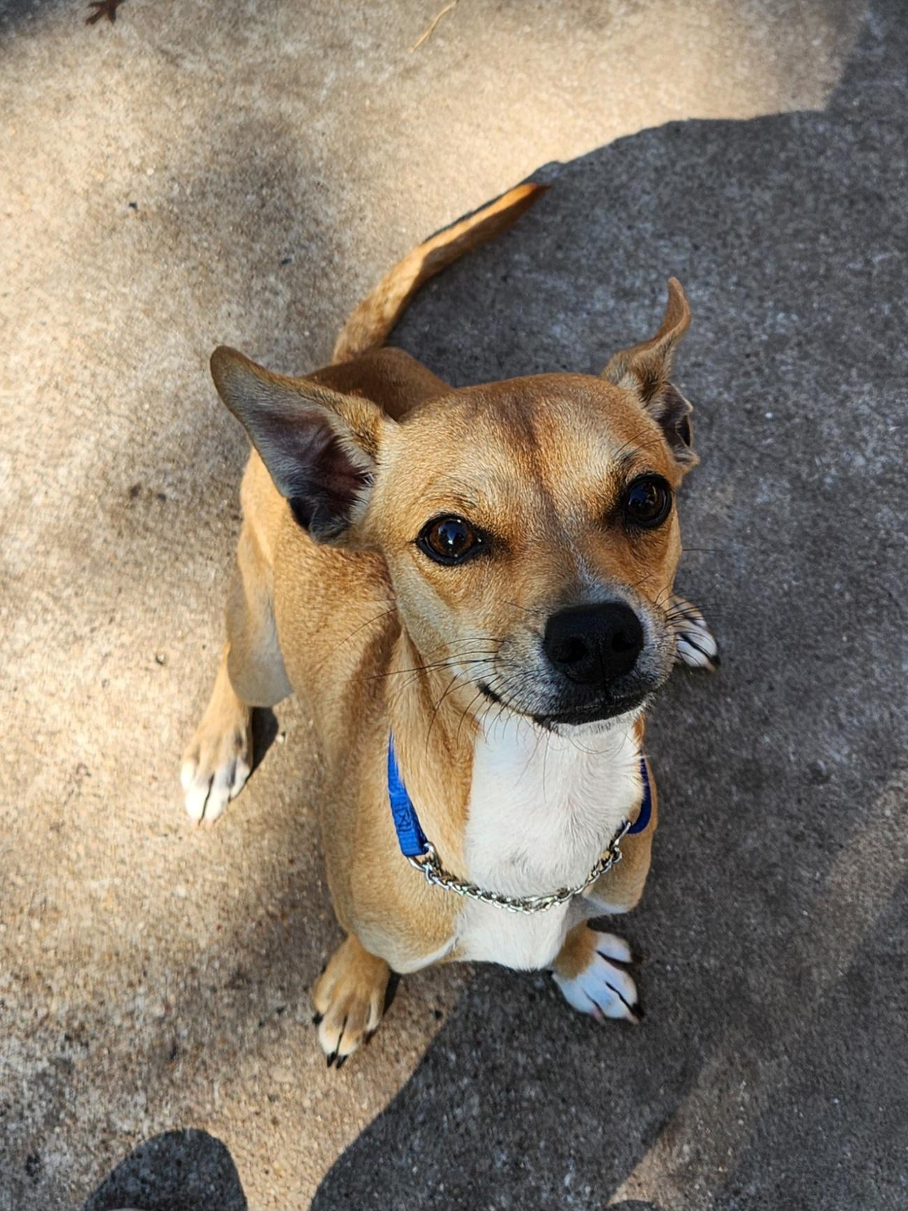 Enlarge Mikey, an adopted mixed breed in Killeen, TX image 3/6