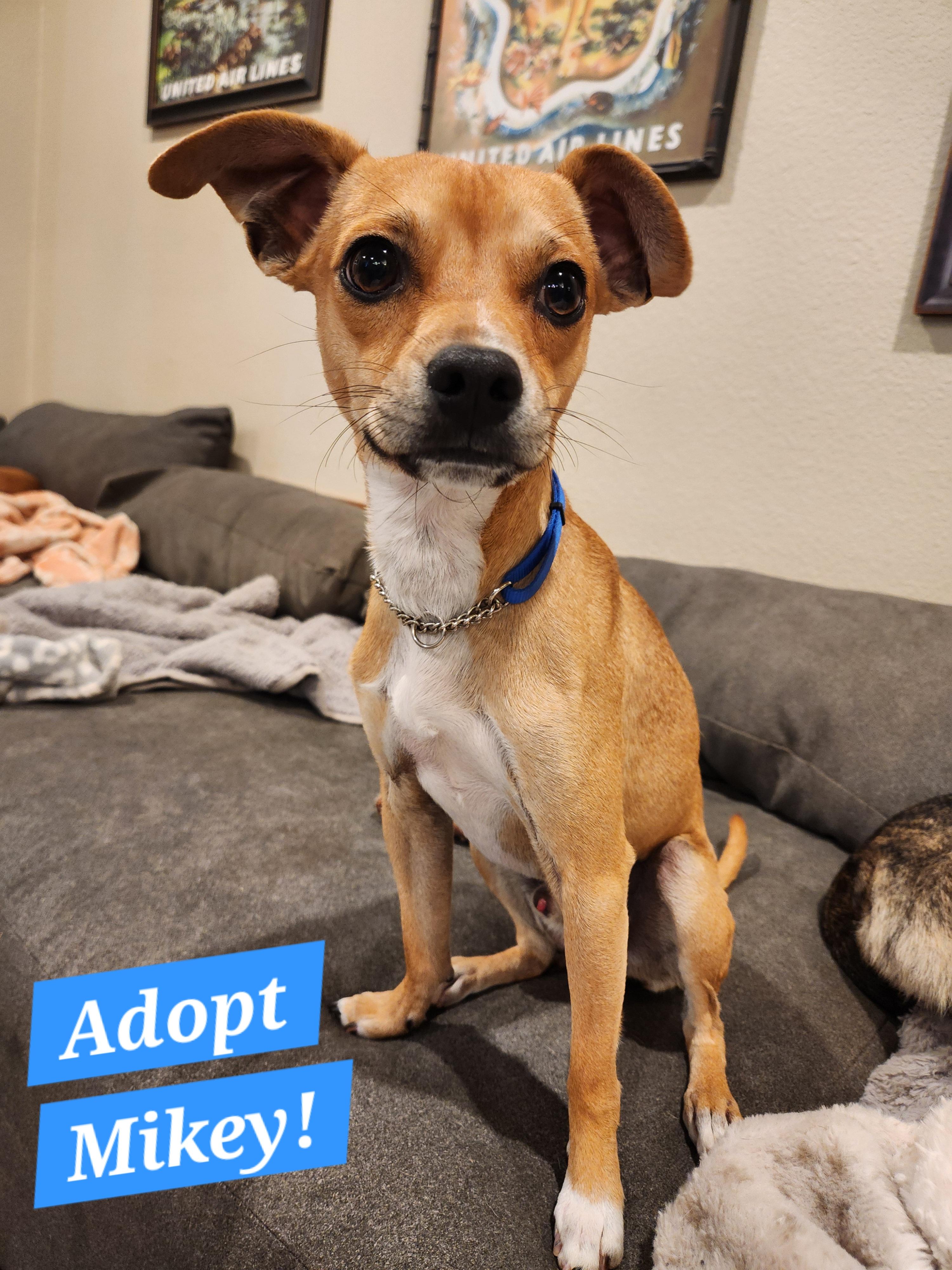 Mikey, adopted, Young Male Chihuahua.