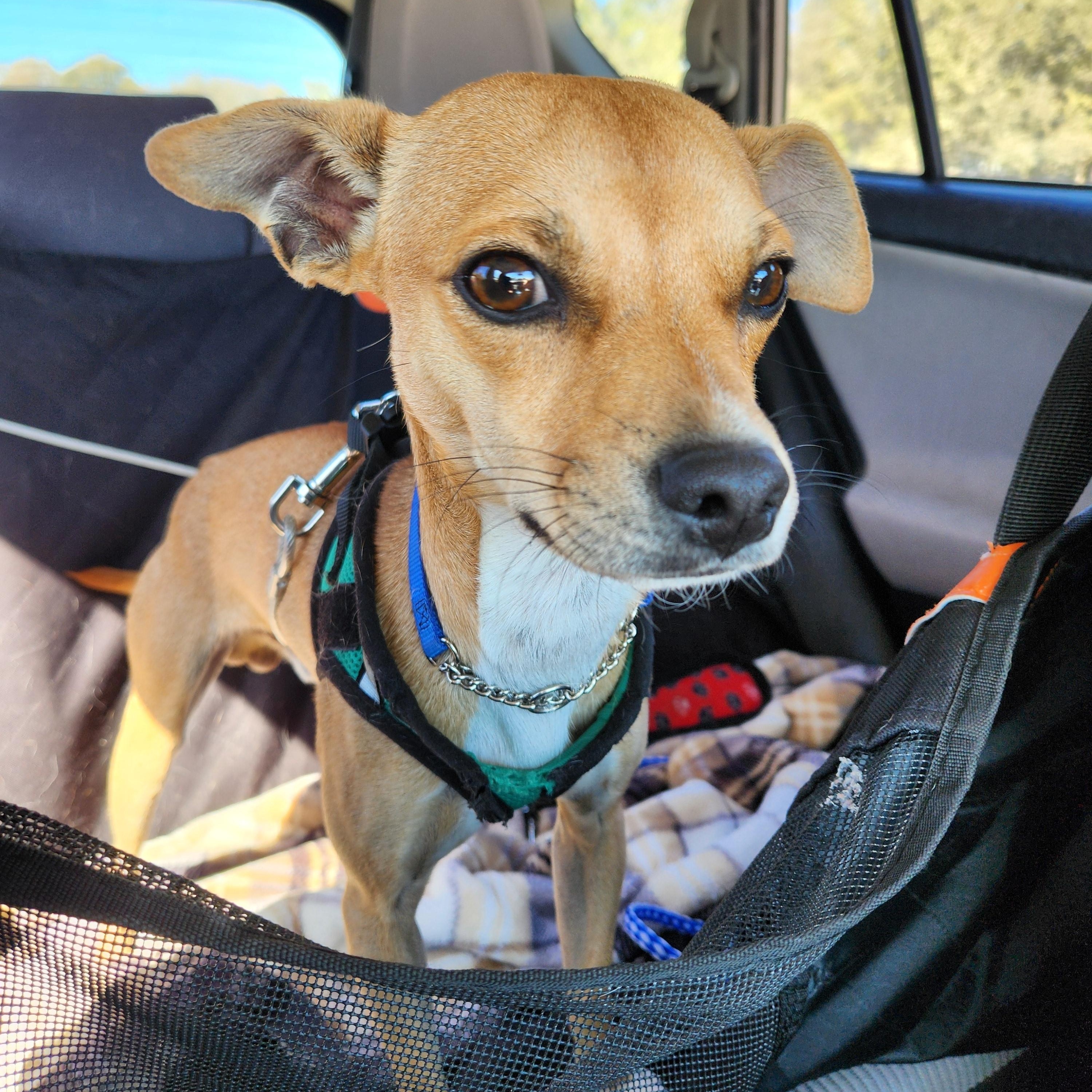 Enlarge Mikey, an adopted mixed breed in Killeen, TX image 2/6