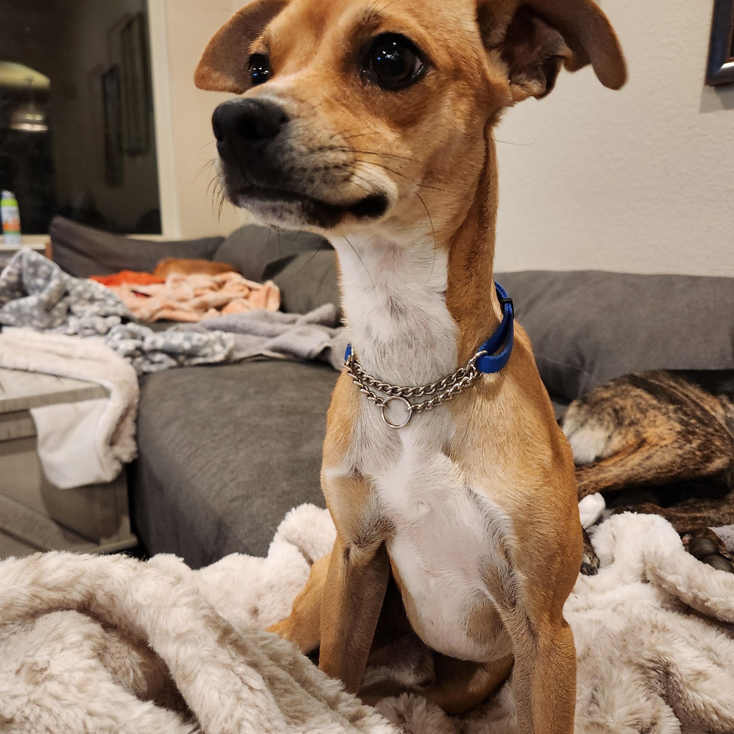 Enlarge Mikey, an adopted mixed breed in Killeen, TX image 6/6