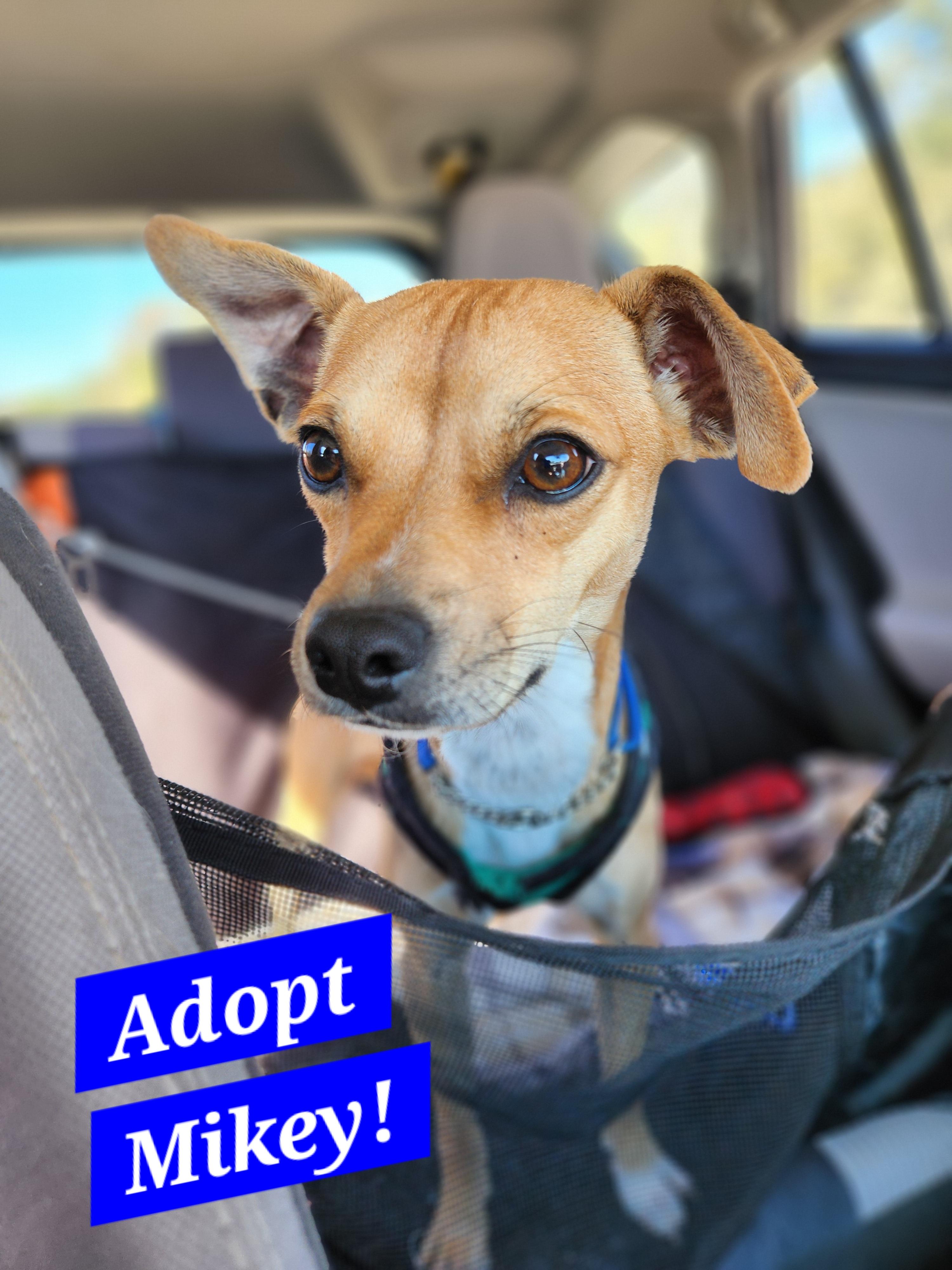 Enlarge Mikey, an adopted mixed breed in Killeen, TX image 4/6
