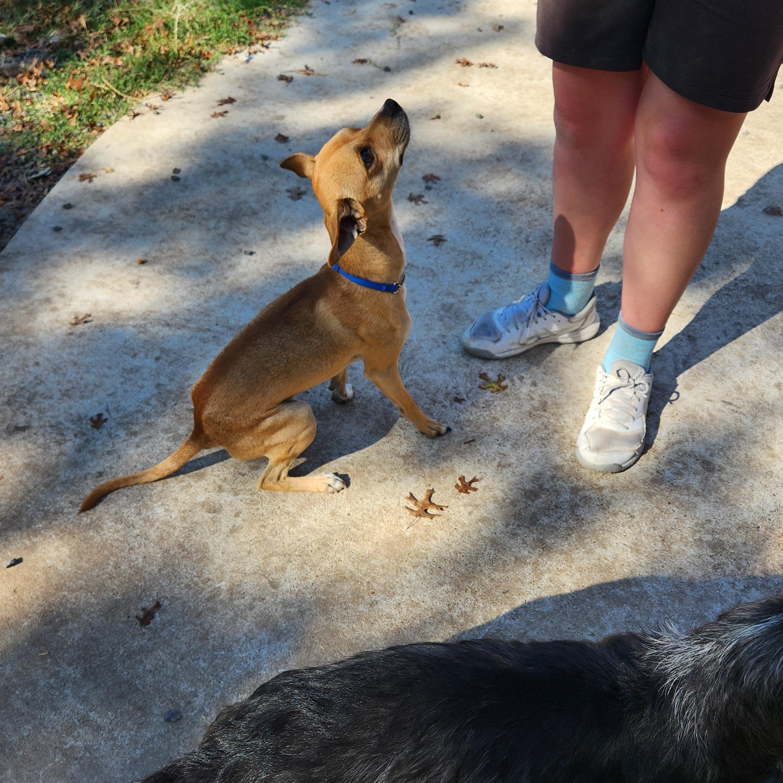 Enlarge Mikey, an adopted mixed breed in Killeen, TX image 5/6
