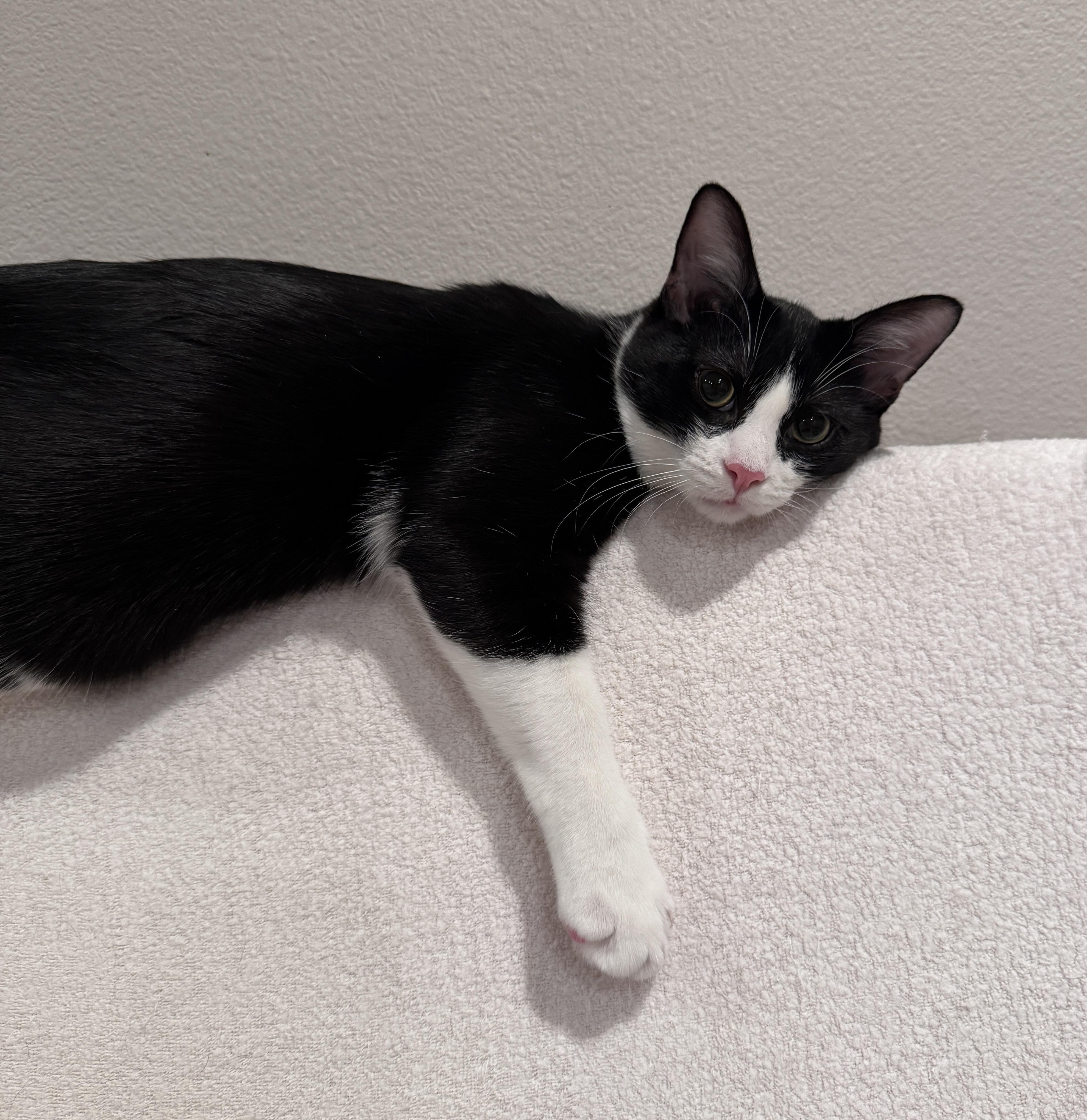 Max and Sterling, a Adoptable mixed breed in Laguna Beach, CA image 3/6