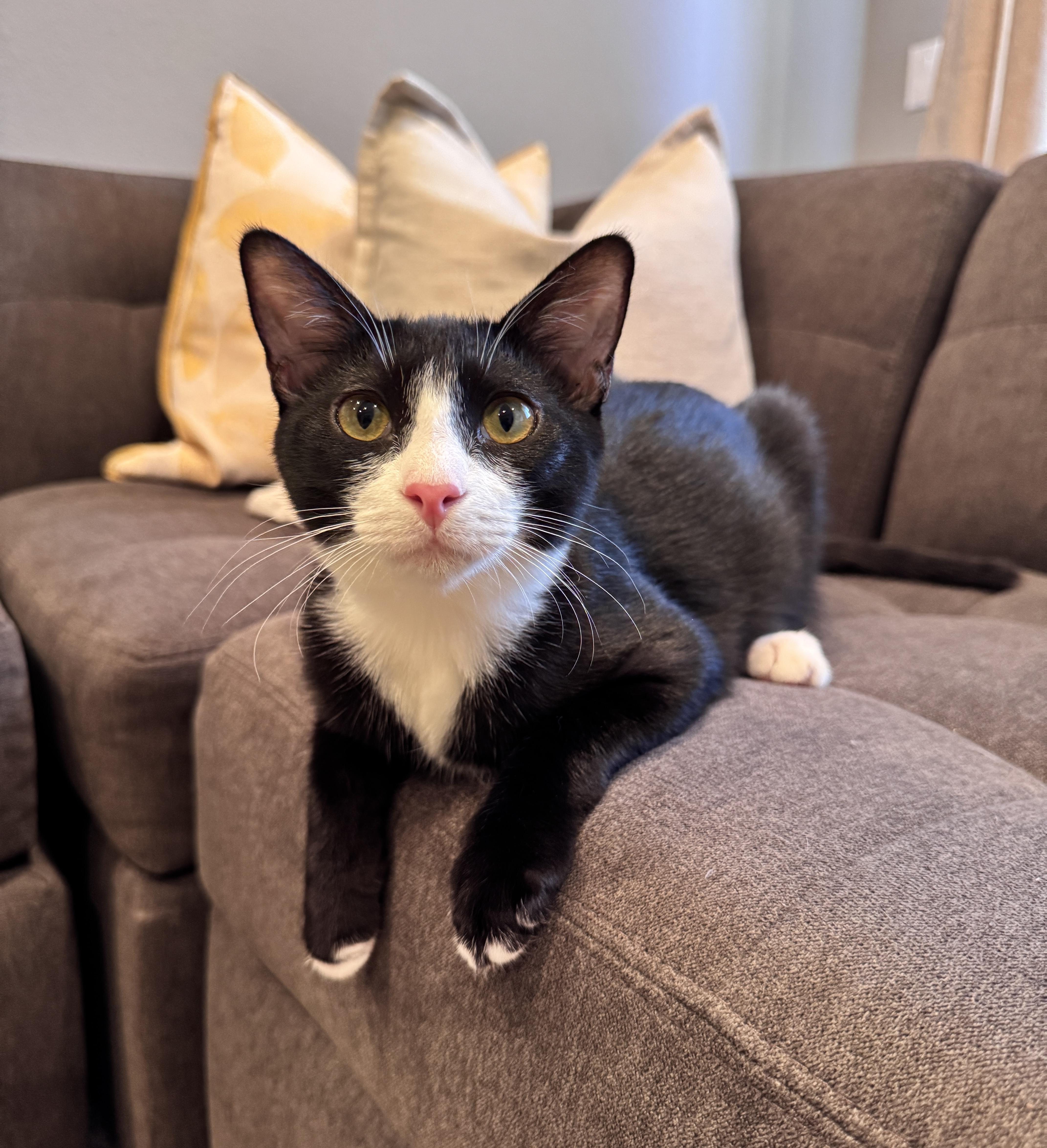 Max and Sterling, a Adoptable mixed breed in Laguna Beach, CA image 2/6