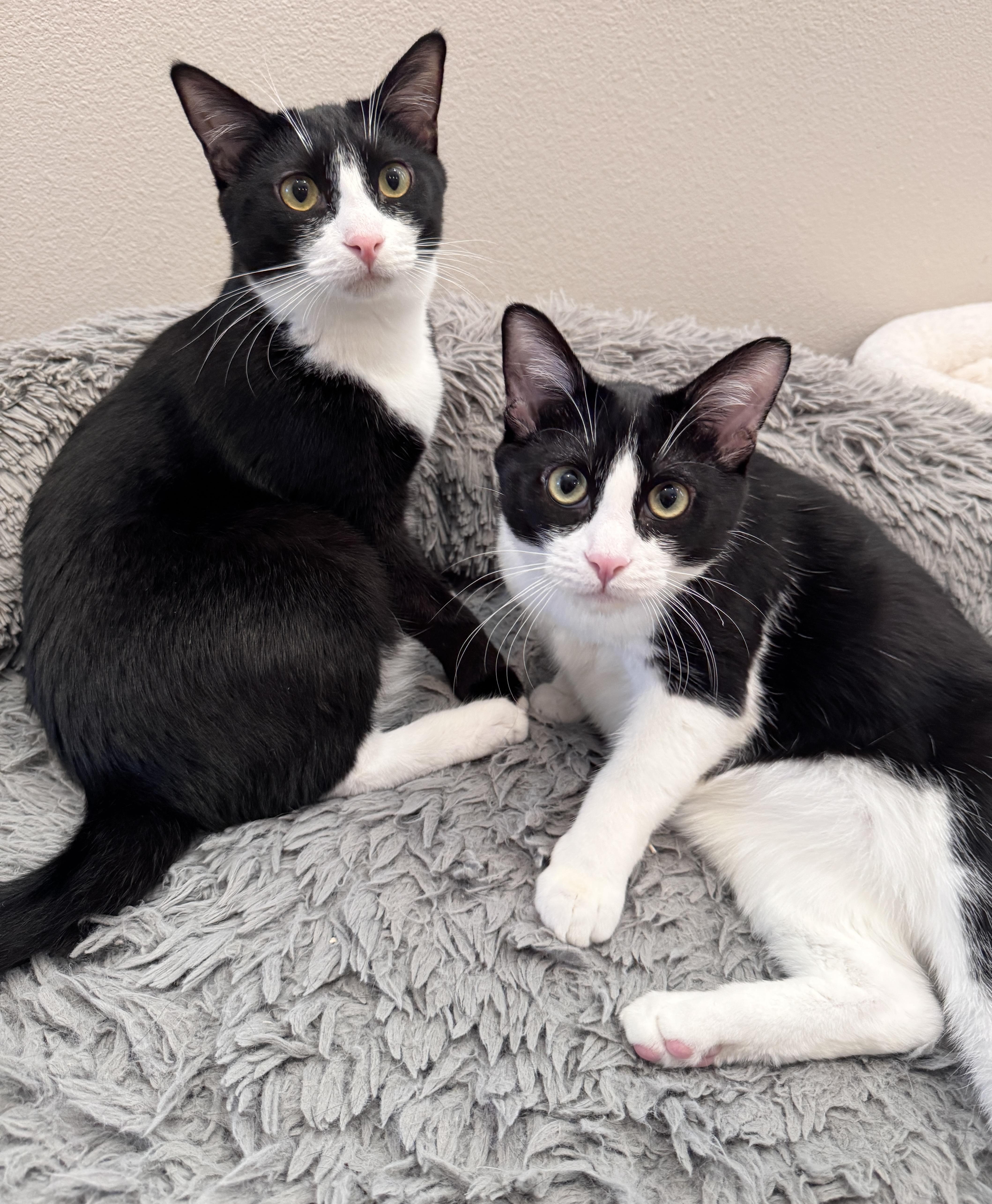 Max and Sterling, Adoptable, Kitten Male American Shorthair & Tuxedo.