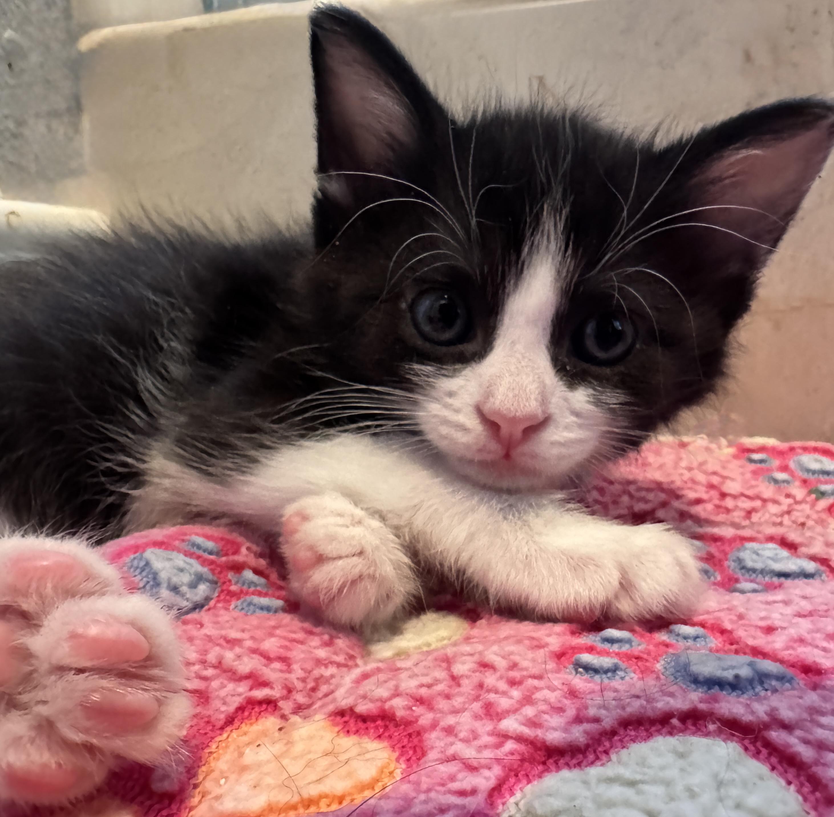 Max and Sterling, a Adoptable mixed breed in Laguna Beach, CA image 4/6