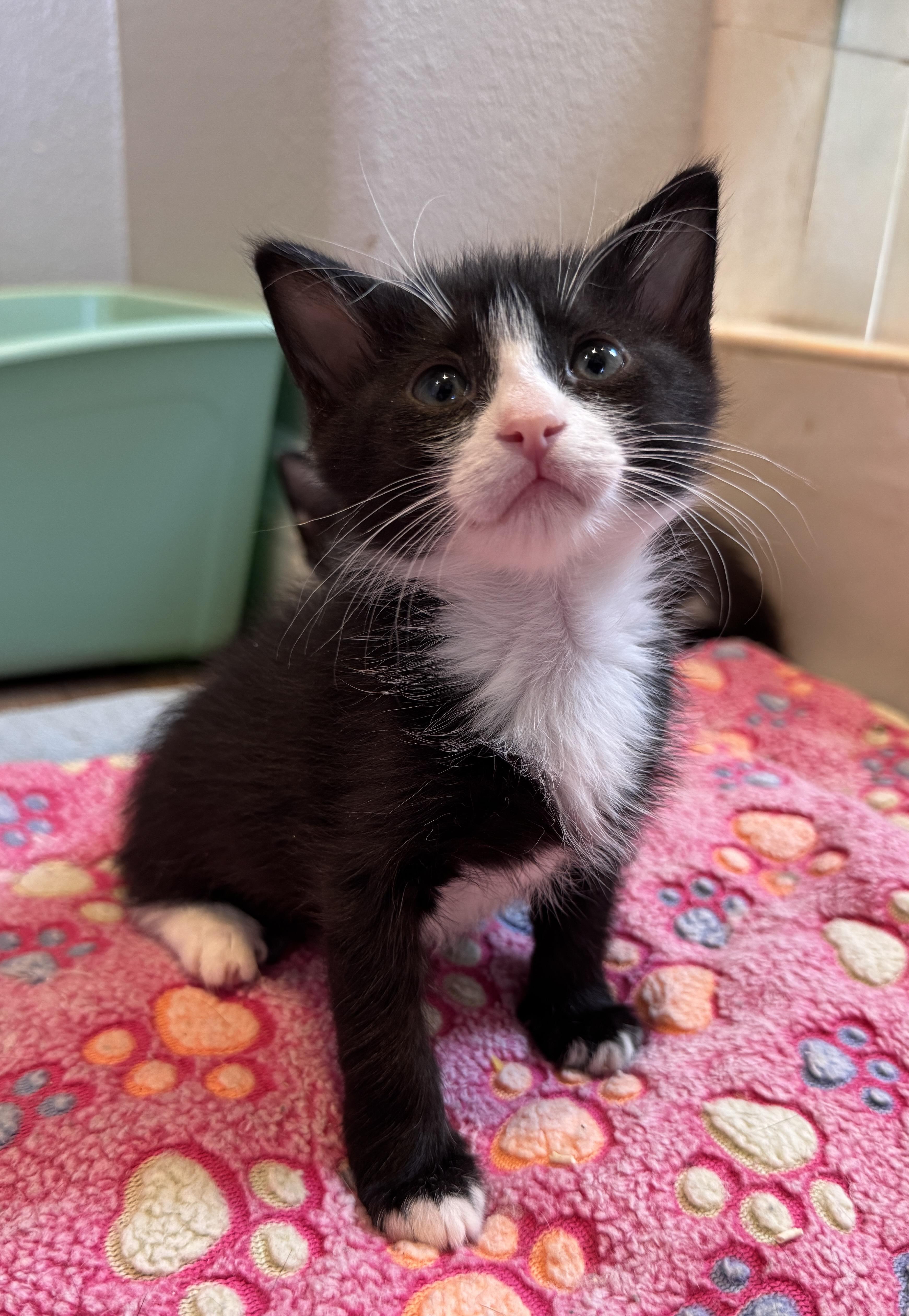 Max and Sterling, a Adoptable mixed breed in Laguna Beach, CA image 5/6
