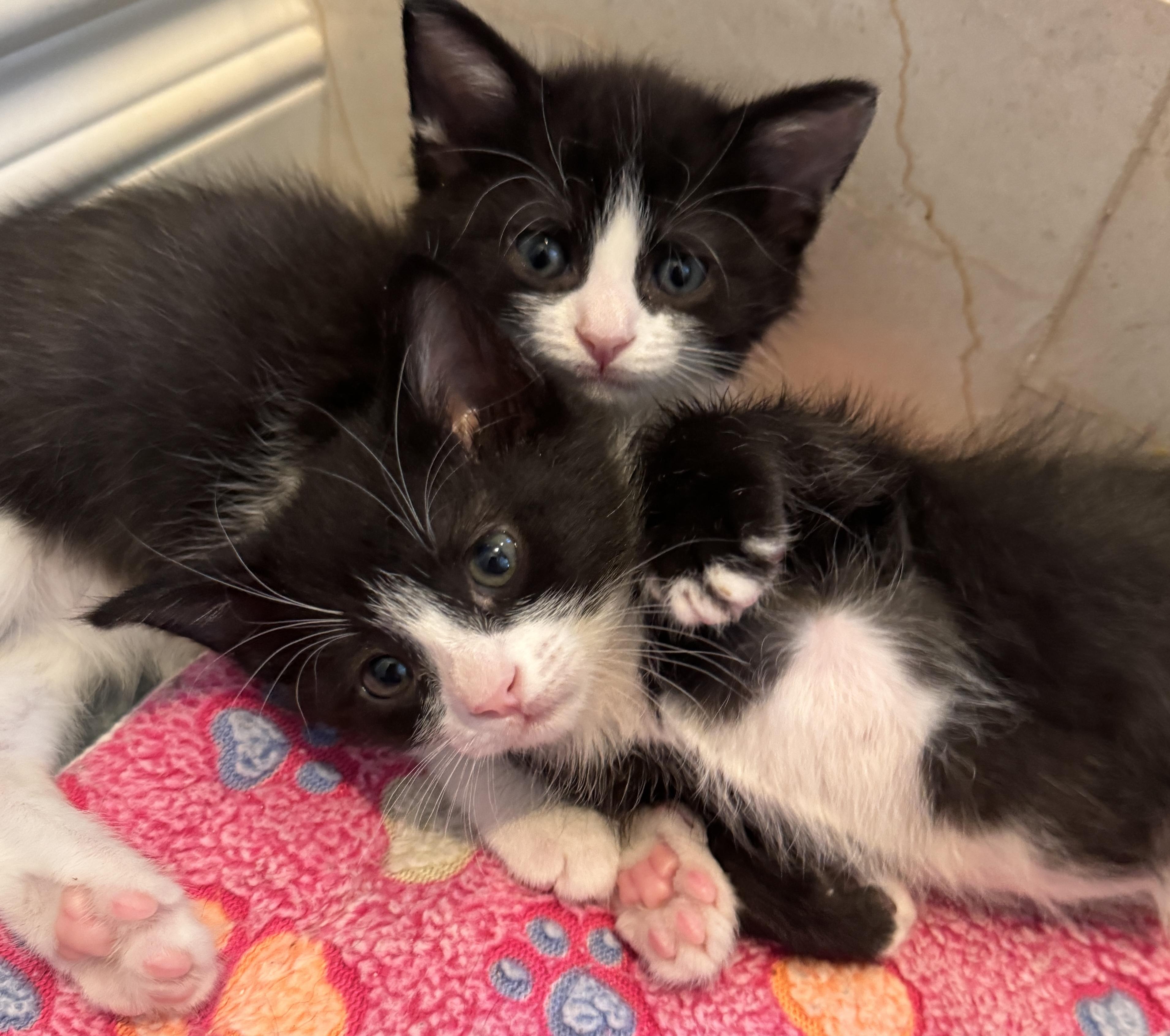 Max and Sterling, Adoptable, Kitten Male American Shorthair & Tuxedo.