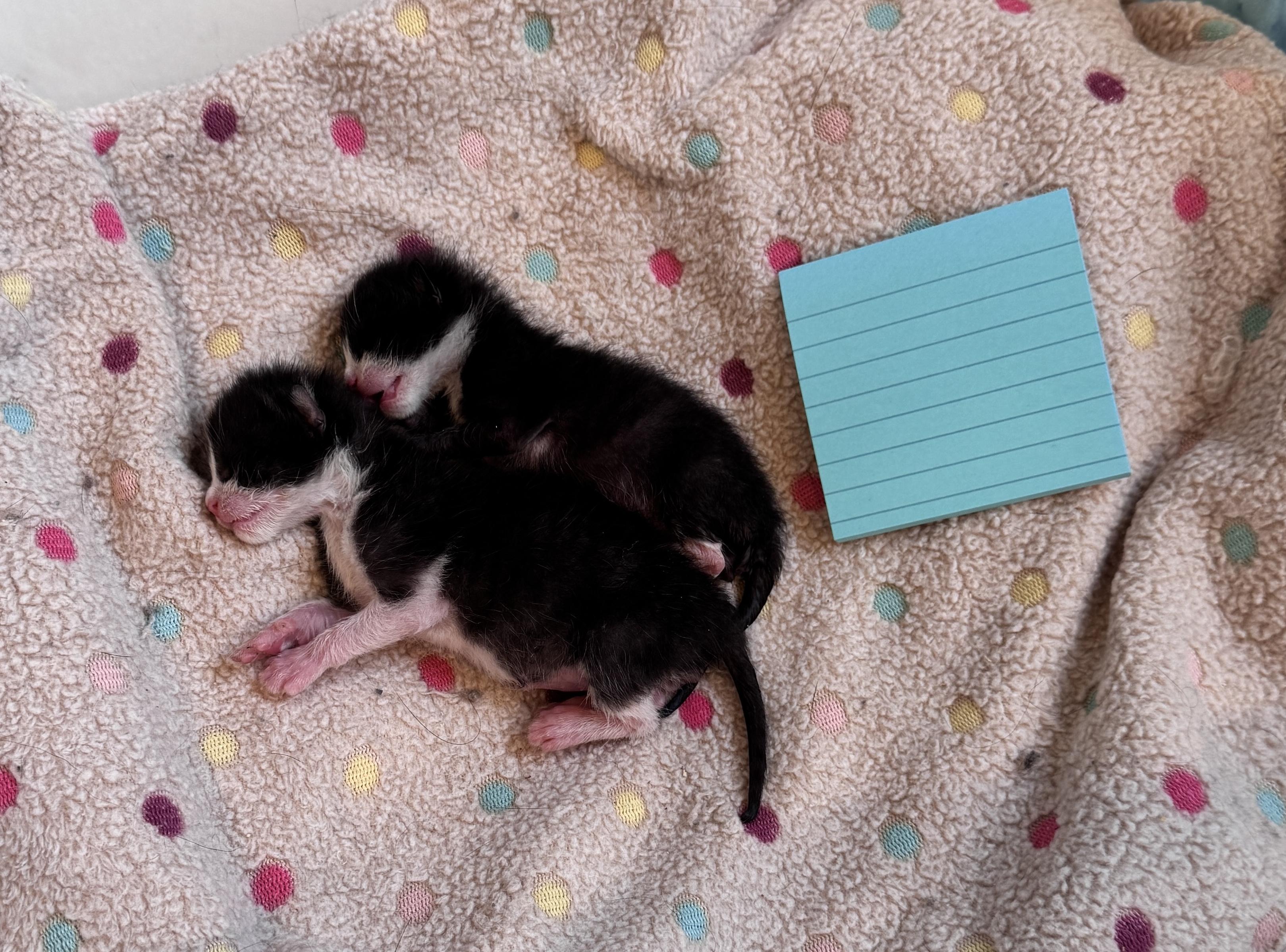 Max and Sterling, a Adoptable mixed breed in Laguna Beach, CA image 6/6