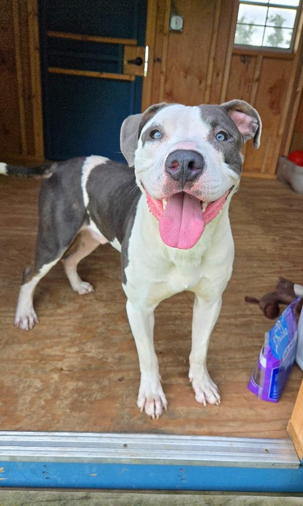 Blue Yrly 362, Adoptable, Adult Male Pit Bull Terrier.
