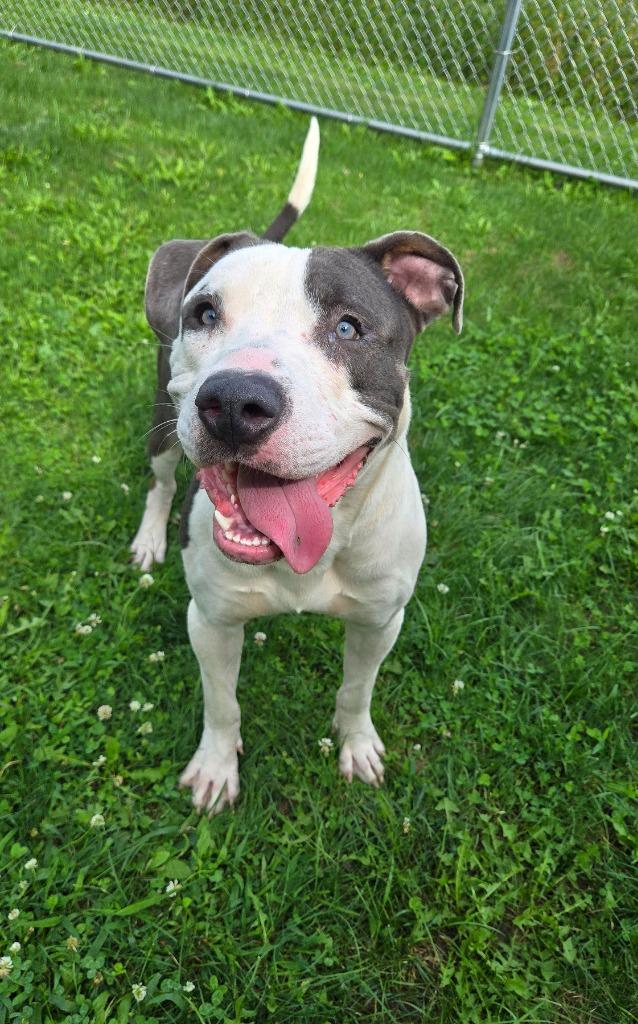 Enlarge Blue Yrly 362, a Adoptable Pit Bull Terrier in Sidney, OH image 2/6