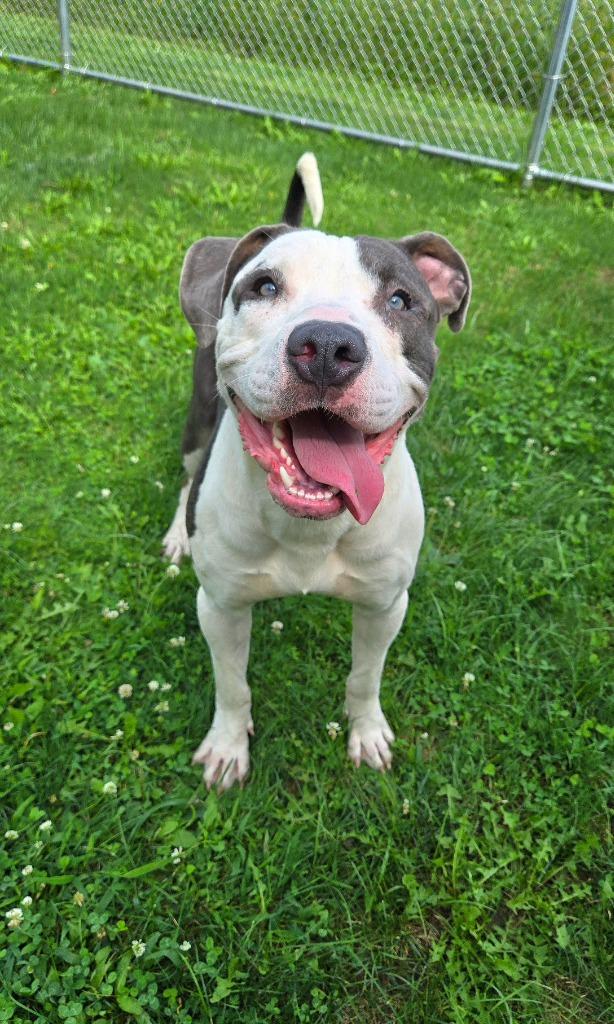 Enlarge Blue Yrly 362, a Adoptable Pit Bull Terrier in Sidney, OH image 3/6