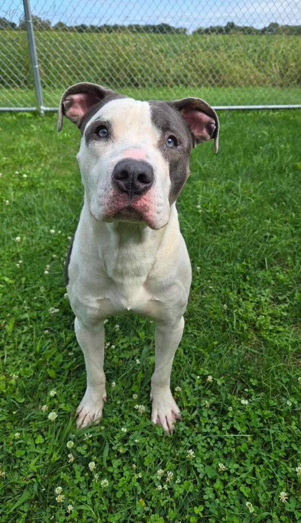 Enlarge Blue Yrly 362, a Adoptable Pit Bull Terrier in Sidney, OH image 4/6