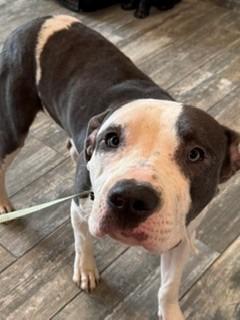 Enlarge Blue Yrly 362, a Adoptable Pit Bull Terrier in Sidney, OH image 5/6