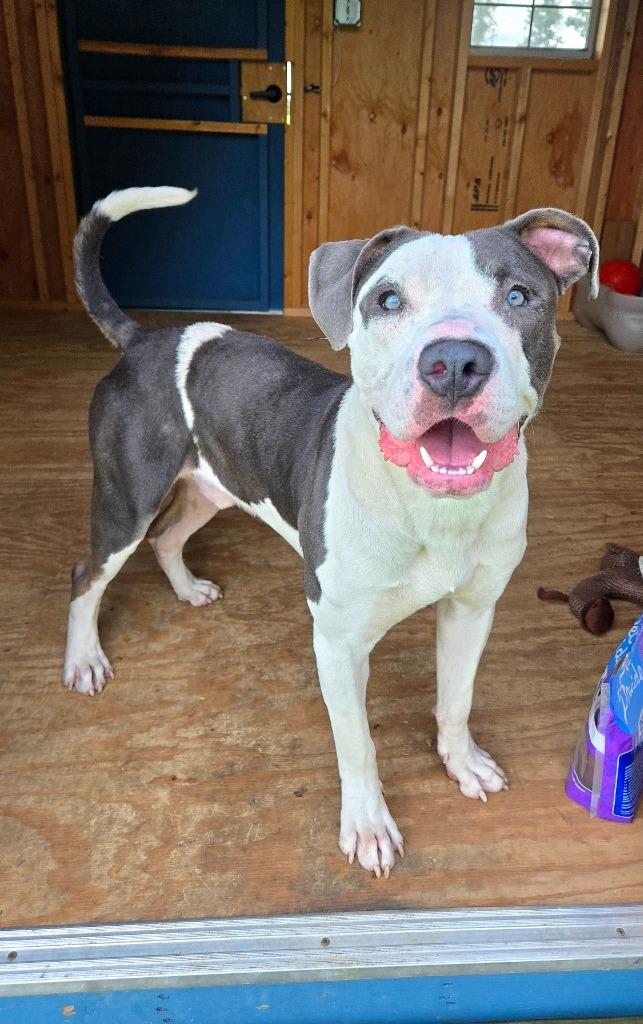 Enlarge Blue Yrly 362, a Adoptable Pit Bull Terrier in Sidney, OH image 6/6
