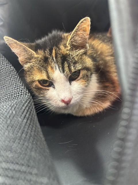 PATIENCE, Adoptable, Senior Female Domestic Short Hair.