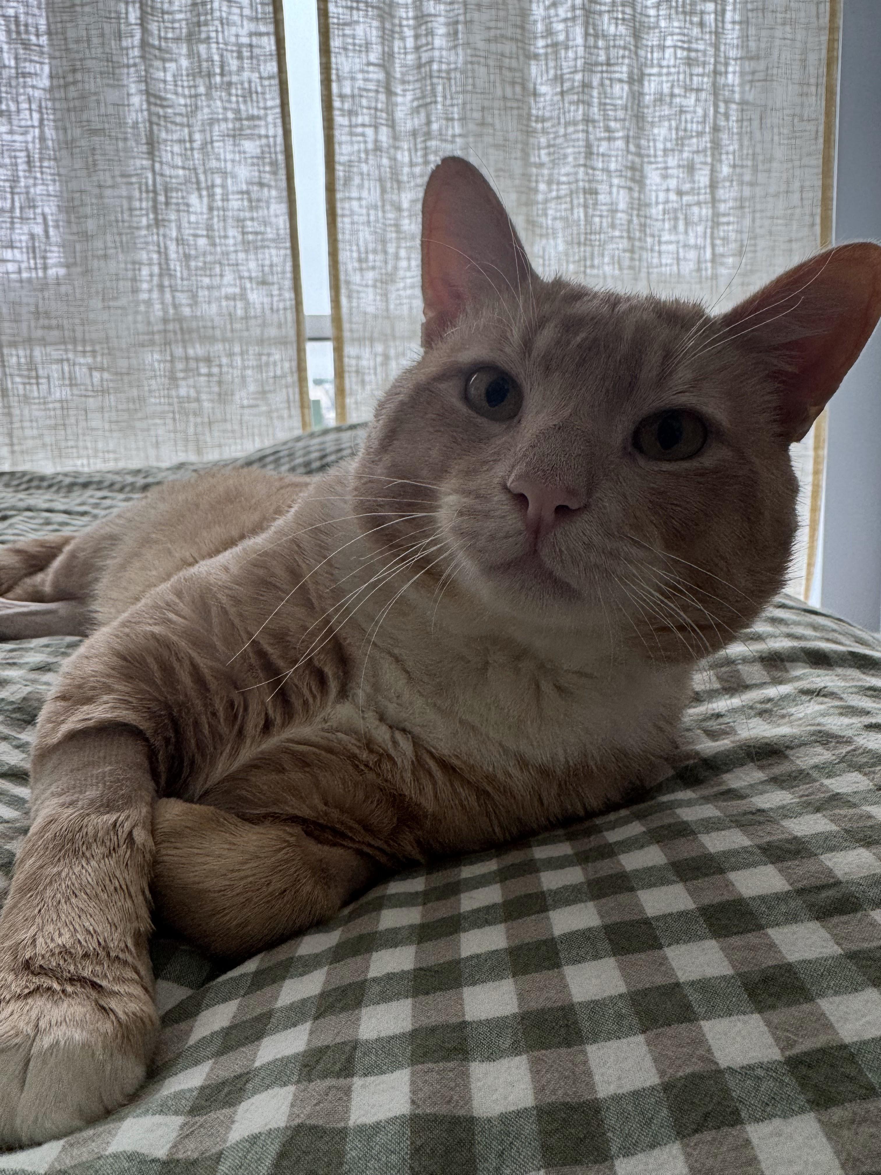 Cole Escola as Mary Todd Lincoln, an adoptable Domestic Short Hair in brooklyn, NY image 6/6
