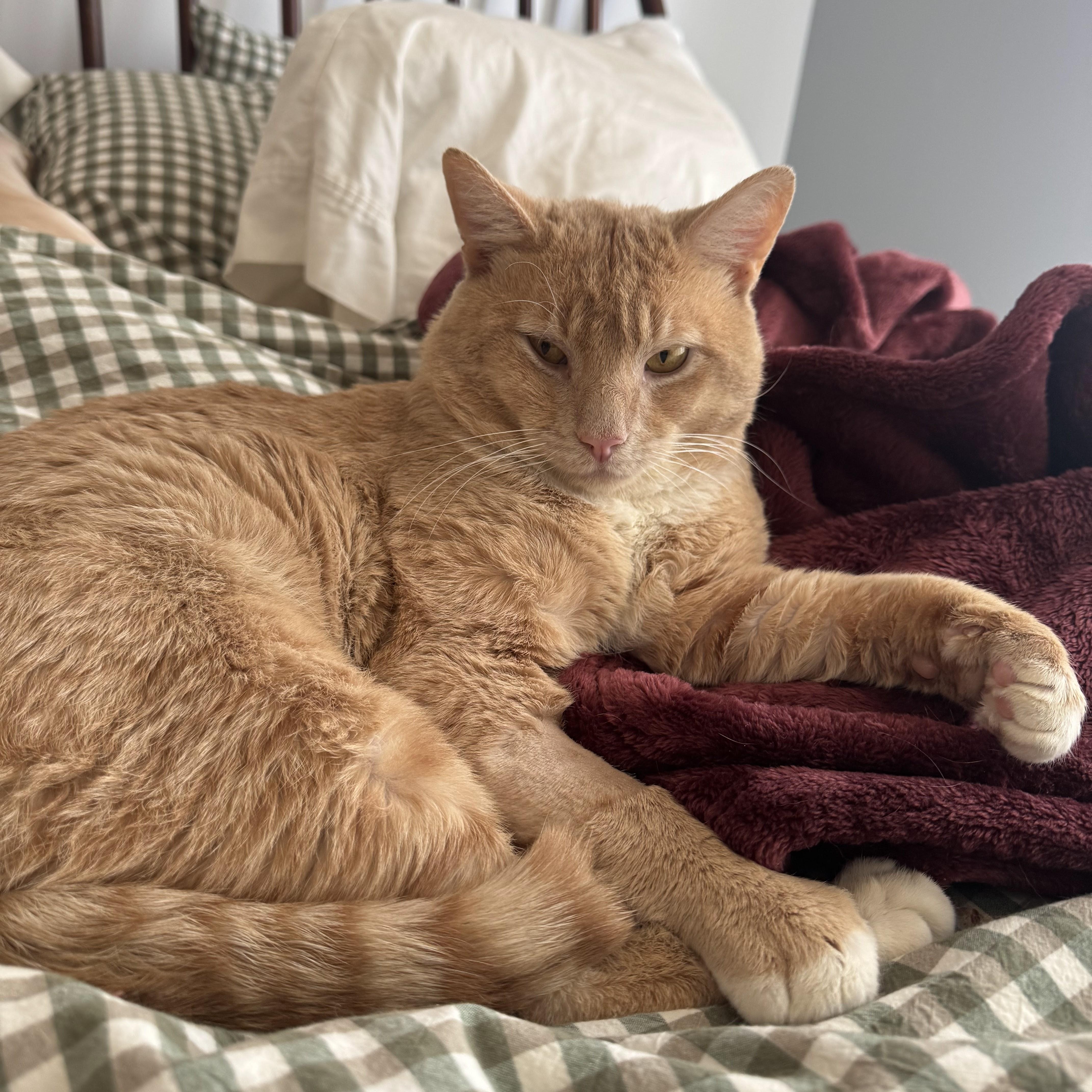Cole Escola as Mary Todd Lincoln, an adoptable Domestic Short Hair in brooklyn, NY image 3/6