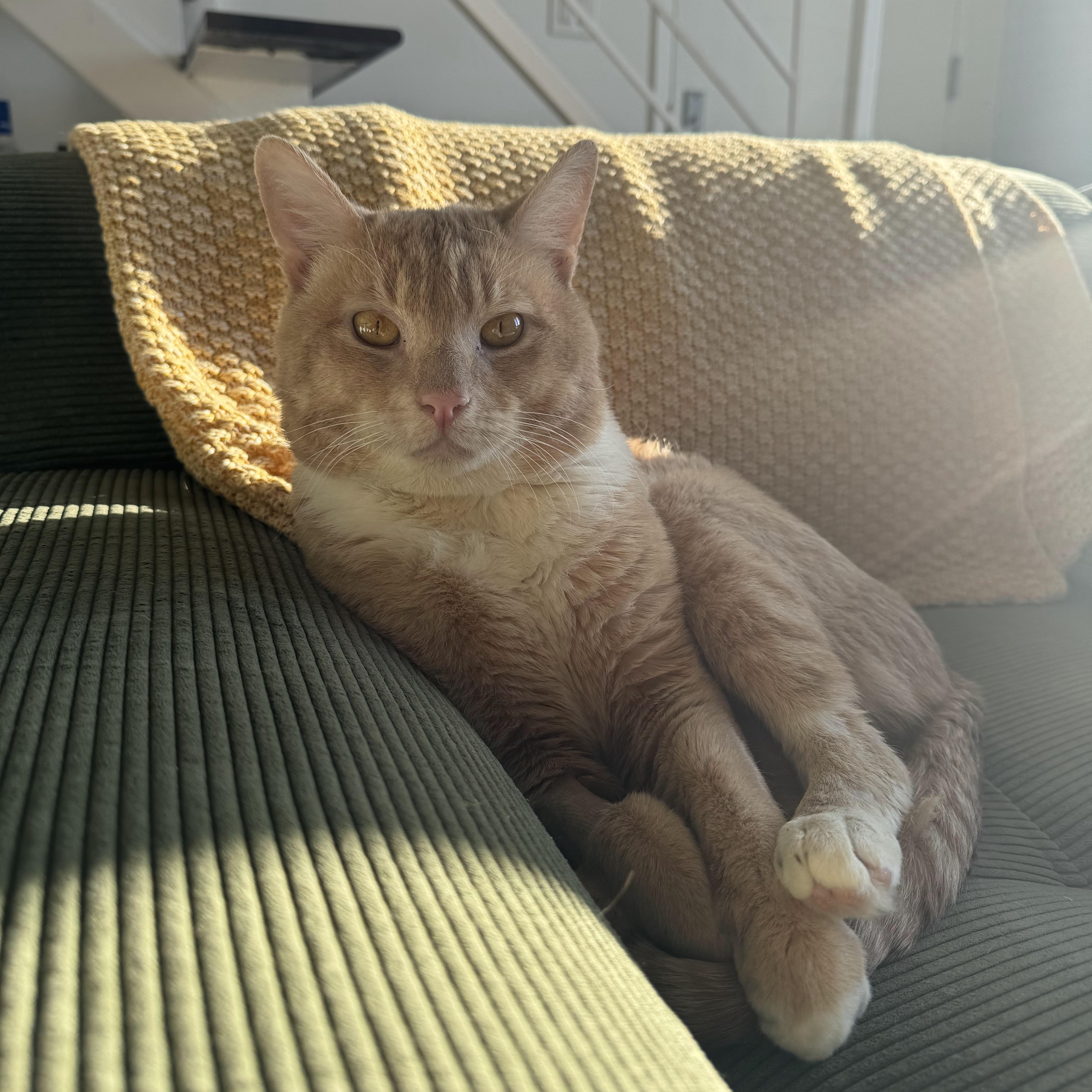 Cole Escola as Mary Todd Lincoln, an adoptable Domestic Short Hair in brooklyn, NY image 2/6