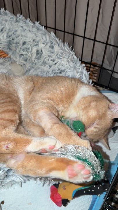 Enlarge Cole Escola as Mary Todd Lincoln, an adoptable Domestic Short Hair in brooklyn, NY video 5/6