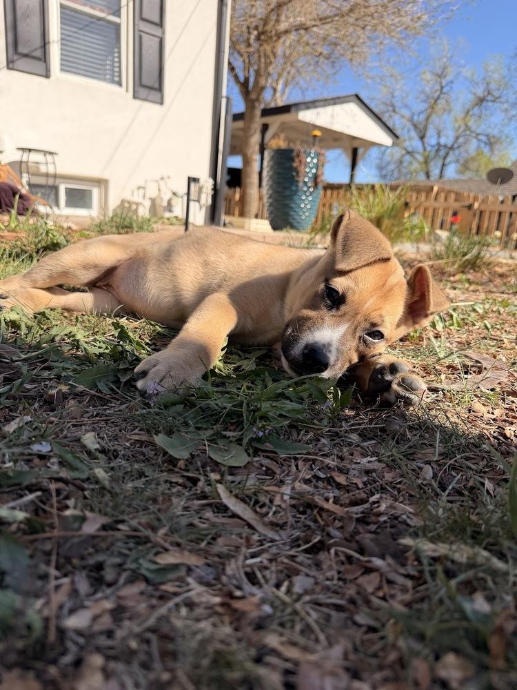 Scone, Adoptable, Puppy Female Pit Bull Terrier.