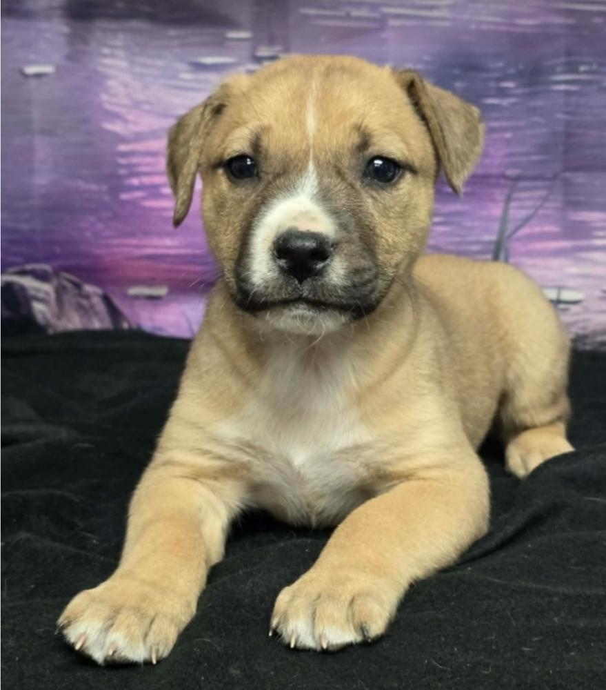 Scone, Adoptable, Puppy Female Pit Bull Terrier.