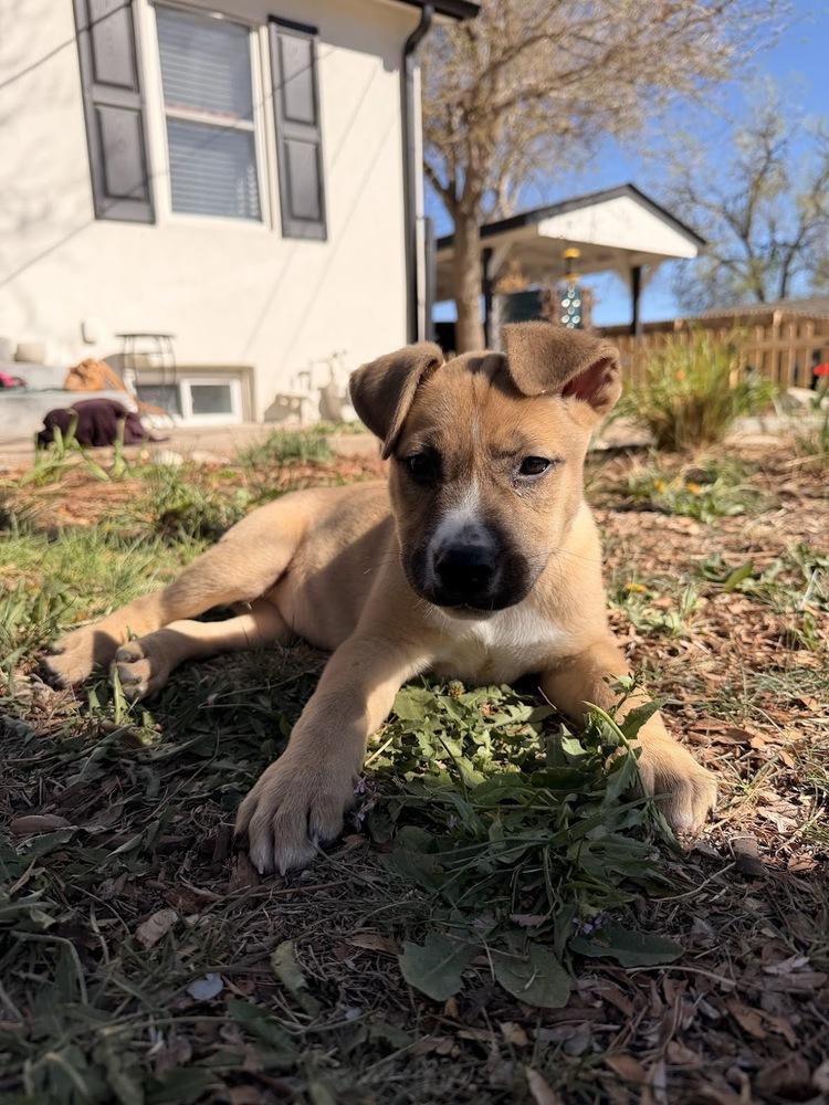 Enlarge Scone, a Adoptable mixed breed in Sedalia, CO image 3/6