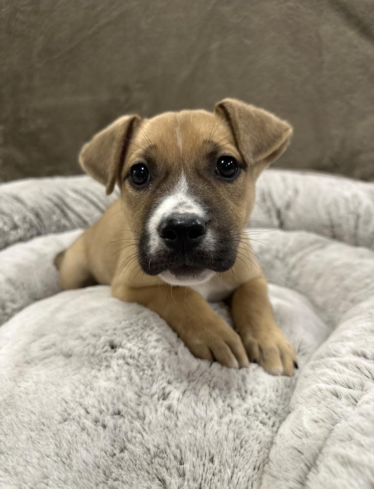 Enlarge Scone, a Adoptable mixed breed in Sedalia, CO image 2/4
