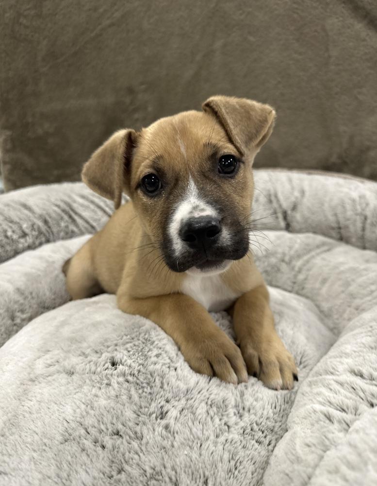 Enlarge Scone, a Adoptable mixed breed in Sedalia, CO image 4/4
