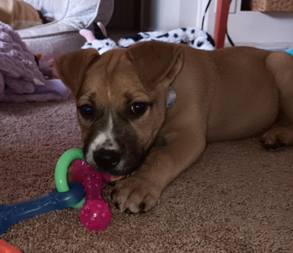 Enlarge Scone, a Adoptable mixed breed in Sedalia, CO image 6/6